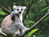Lemuren leben im tropischen Regenwald von Madagaskar
