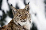 Der Luchs - er ist wieder heimisch im Bayerischen Wald Der Luchs - er ist wieder heimisch im Bayerischen Wald
