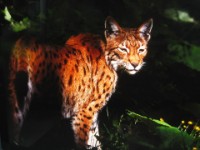 Der Luchs ist zurück im Bayerischen Wald