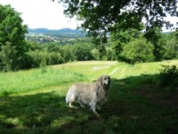 von der Ferienwohnung geht es direkt in die Natur auf hundegerechten Wegen von der Ferienwohnung geht es direkt in die Natur auf hundegerechten Wegen